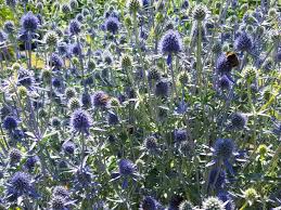 Image result for Edeldistel