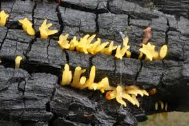 Attēlu rezultāti vaicājumam “Calocera cornea”