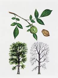 Attēlu rezultāti vaicājumam “Carya ovata leaf”