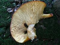 Attēlu rezultāti vaicājumam “Tricholomopsis decora”