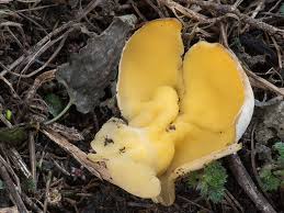 Attēlu rezultāti vaicājumam “Sowerbyella radiculata”