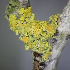 Attēlu rezultāti vaicājumam “Xanthoria polycarpa”
