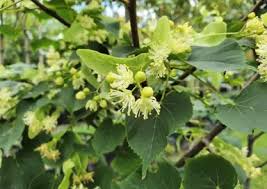 Attēlu rezultāti vaicājumam “Tilia tomentosa flower”