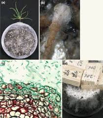 Attēlu rezultāti vaicājumam “Phlebiopsis gigantea”