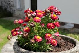 Image result for Strohblume