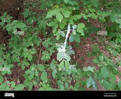 Attēlu rezultāti vaicājumam “Prociphilus xylostei”