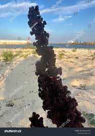 Attēlu rezultāti vaicājumam “Rumex aquaticus bud”