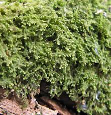 Attēlu rezultāti vaicājumam “Blepharostoma trichophyllum sporophyte”