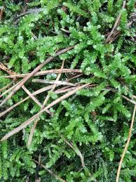Attēlu rezultāti vaicājumam “Eurhynchium angustirete sporophyte”