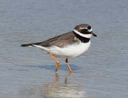 Attēlu rezultāti vaicājumam “Charadrius hiaticula”