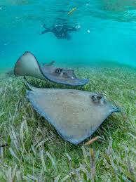 Image result for Hypanus americanus