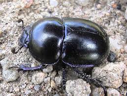 Attēlu rezultāti vaicājumam “Trypocopris vernalis”