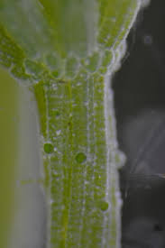 Attēlu rezultāti vaicājumam “Chara contraria”