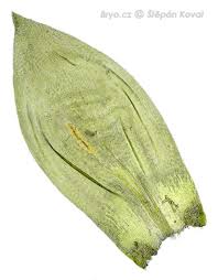 Attēlu rezultāti vaicājumam “Isothecium alopecuroides”