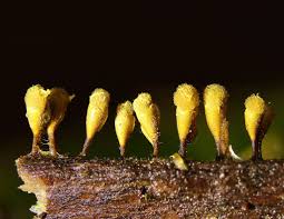 Attēlu rezultāti vaicājumam “Stemonitopsis aequalis var. microspora macro”