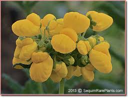 Image result for Calceolaria integrifolia