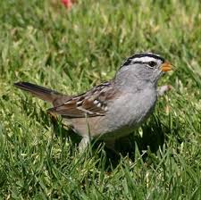 Image result for Zonotrichia leucophrys