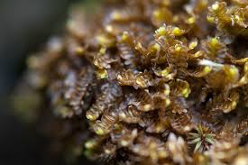 Attēlu rezultāti vaicājumam “Diplophyllum albicans”