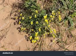 Attēlu rezultāti vaicājumam “Viola tricolor subsp. curtisii bud”