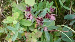 Attēlu rezultāti vaicājumam “Comarum palustre”