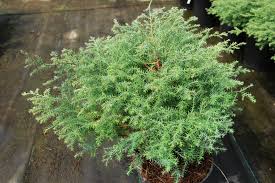 Attēlu rezultāti vaicājumam “Weissia squarrosa”