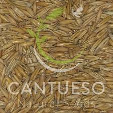 Attēlu rezultāti vaicājumam “Avena sativa fruit”