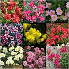 Attēlu rezultāti vaicājumam “Helianthemum nummularium fruit”