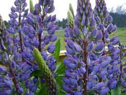 Image result for Lupinus polyphyllus Lindl.