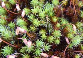 Attēlu rezultāti vaicājumam “Polytrichum piliferum”