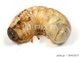 Attēlu rezultāti vaicājumam “Oryctes nasicornis larva”