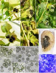 Attēlu rezultāti vaicājumam “Myriosclerotinia scirpicola”