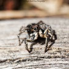 Attēlu rezultāti vaicājumam “Aelurillus v-insignitus”