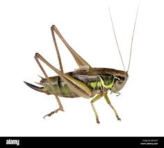 Attēlu rezultāti vaicājumam “Metrioptera roeselii”