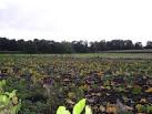 Rhubarb plants are perennial and are grown for their edible leaf stalks, - via Daymix