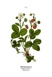Attēlu rezultāti vaicājumam “Fragaria viridis flower”