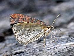 Attēlu rezultāti vaicājumam “Hydriomena furcata”