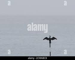 Image result for Sheerness abc