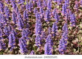 Attēlu rezultāti vaicājumam “Ajuga reptans bud”