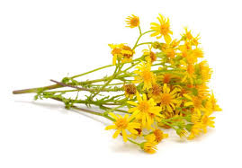 Attēlu rezultāti vaicājumam “Senecio vernalis flower”