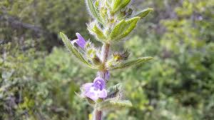 Attēlu rezultāti vaicājumam “Acinos arvensis leaf”