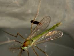 Attēlu rezultāti vaicājumam “Trichocera”