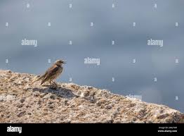 Attēlu rezultāti vaicājumam “Anthus petrosus adult”