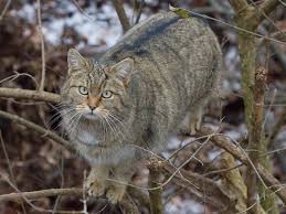 Attēlu rezultāti vaicājumam “Felis silvestris catus adult”