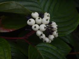 Attēlu rezultāti vaicājumam “Cornus sericea fruit”