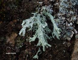 Attēlu rezultāti vaicājumam “Evernia prunastri”