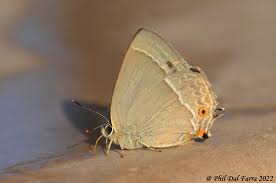 Attēlu rezultāti vaicājumam “Favonius quercus”