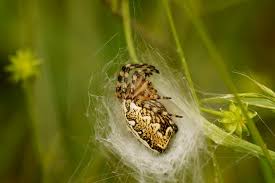 Attēlu rezultāti vaicājumam “Aculepeira ceropegia”