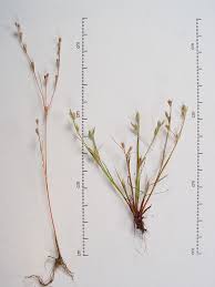 Attēlu rezultāti vaicājumam “Juncus bufonius bud”