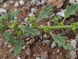 Image result for Chenopodium botrys