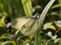 Attēlu rezultāti vaicājumam “Leptidea sinapis underside”